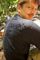 Photographer Tim Laman with his back covered by sweat bees in the Senopi Forest, Vogelkop Peninsula, West Papua.
