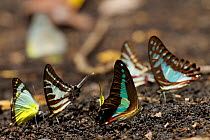 Butterflies puddling, including Graphium sarpedon, Delias sp, and Graphium aristeus Vogelkop Peninsula, West Papua.