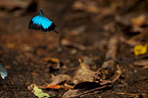 Mountain blue (Papilio ulysses) butterfly in flight, West Papua