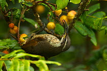 Paradise Riflebird (Ptiloris paradiseus) Female or young male bird feeding at fruiting Dysoxylum tree. Eastern Australia