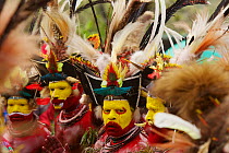 Huli 'singsing' dance ceremony. Huli wigmen wearing human hair wigs and feathers of various birds of paradise and other bird species. Tari Valley, Southern Highlands Province, Papua New Guinea.  Novem...