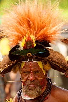 Huli wigman portrait, wearing human hair wigs and feathers of various birds of paradise and other bird species. Tari Valley, Southern Highlands Province, Papua New Guinea. November 2010