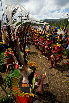 Huli 'singsing' dance ceremony. Huli wigmen wearing human hair wigs and feathers of various birds of paradise and other bird species. Tari Valley, Southern Highlands Province, Papua New Guinea. Novemb...