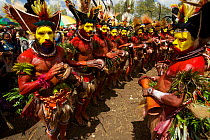 Huli 'singsing' dance ceremony. Huli wigmen wearing human hair wigs and feathers of various birds of paradise and other bird species. Tari Valley, Southern Highlands Province, Papua New Guinea. Novemb...