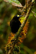 Short-tailed Paradigalla (Paradigalla brevicauda) male, Papua New Guinea