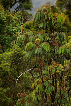 Ribbon-tailed Astrapia (Astrapia mayeri) adult male feeding at a fruiting Schefflera tree in the montane rainforest near Tomba Pass, Papua New Guinea.