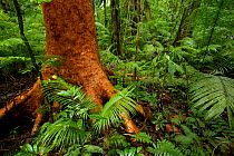 Rainforest interior at Fergusson Island with red barked tree and palms, with large strangler fig in background. Papua New Guinea