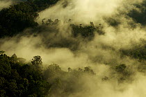 Early morning mist hangs in the canopy in lowland rainforest in the foothills of the Saruwaged Range, Huon Peninsula, Papua New Guinea