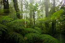 Moss forest / cloud forest of Sombom Ridge, Saruwaged Range, Huon Peninsula, Papua New Guinea