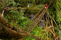 Tim Laman crossing a pole and vine bridge over a rainforest river in the Huli territory of Tari Valley, Papua New Guinea.