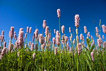 Mass of Polygonum flowers ( Polygonum bistorta) low angle view, Upper Bavaria, Germany. May