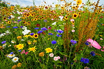 Wild flower meadow, Germany