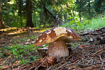 Penny bun mushroom (Boletus edulis) in forest, Bavaria, Germany