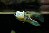 Foureyed fish (Anableps anableps) split level view, South America, captive