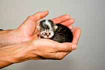 Tiny newborn kitten held in woman's hand, Germany