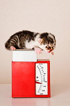 Newborn kitten being weighed on scales