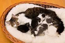 Domestic cat with kittens nursing in cat basket