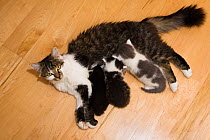 Domestic cat with kittens nursing, Germany