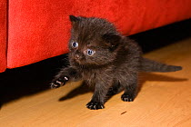 Black kitten with blue eyes on floor looking surprised