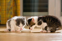 Kittens drinking milk from saucer
