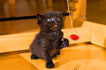 Black kitten playing with toy, Germany