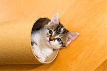 Tabby kitten cat playing inside cardboard roll