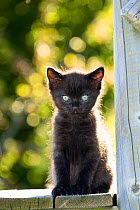 Black kitten in garden, Germany