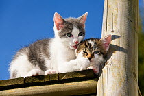 Bicolor tabby kittens, one grooming another, Germany