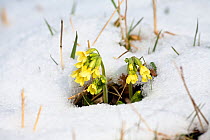 Oxlips (Primula elatior) in flower in the snow,Germany
