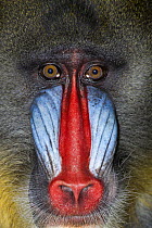 Mandrill (Mandrillus sphinx) male in zoo, face portrait, West Africa