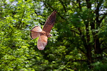 Kestrel (Falco tinnunculus) female in flight in woodland, Germany