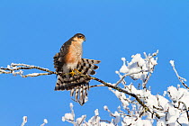 Sparrowhawk (Accipiter nisus) male in winter, stretching on branch, Upper Bavaria, Germany, Europe