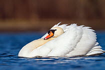 Aggressive Mute swan (Cygnus olor) Upper Bavaria, Germany, Europe