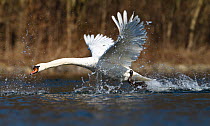 Mute Swan (Cygnus olor) taking off, Upper Bavaria, Germany, Europe