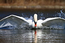Aggressive Mute swan (Cygnus olor) landing, Upper Bavaria, Germany, Europe