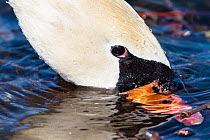 Mute Swan feeding (Cygnus olor) Upper Bavaria, Germany, Europe