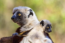 Coquerel Sifaka (Propithecus coquereli) with baby, Ampijoroa Reserve, Madagascar