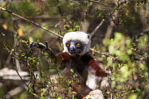 Coquerel Sifaka (Propithecus coquereli) Ampijoroa Reserve, Madagascar