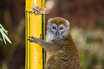 Grey Bamboo Lemur (Hapalemur griseus) on bamboo, Madagascar, Africa, captive
