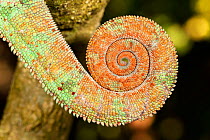 Rolled tail of a Parson's Chamaeleon (Calumma parsonii) male, Perinet, Andasibe Mantadia National Park, Madagascar