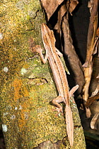 Leaf-tailed Gecko (Uroplatus lineatus) Andasibe, Madagascar, Africa, captive