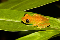 Frog (Boophis viridis) on leaf in the rainforest of Madagascar, Andasibe Mantadia National Park, East Madagascar, Africa