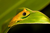 Frog (Boophis viridis) on leaf in the rainforest of Madagascar, Andasibe Mantadia National Park, East Madagascar, Africa