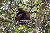Red-bellied Lemurs (Eulemur rubriventer) in tree, Andasibe-Mantadia National Park, Madagascar, Africa