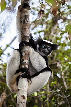 Indri (Indri indri) on rainforest tree, Andasibe Mantadia National Park, East-Madagascar, Africa