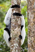 Indri (Indri indri) with legs wrapped around a rainforest tree, Andasibe Mantadia National Park, East-Madagascar, Africa