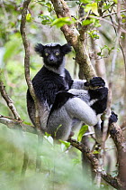 Indri (Indri indri) portrait, in rainforest tree, Andasibe Mantadia National Park, East-Madagascar, Africa
