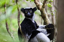 Indri (Indri indri) portrait, sitting in rainforest tree, Andasibe Mantadia National Park, East-Madagascar, Africa
