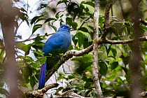 Blue Coua (Coua caerulea) perched on branch, Andasibe Mantadia National Park, Madagascar, Africa