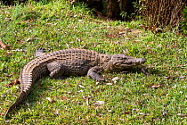Nile Crocodile (Crocodylus niloticus madagascariensis) basking on land, Madagascar, Africa, captive